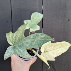 Philodendron Florida Ghost Plant 4" Pot - Indoor House Plants 