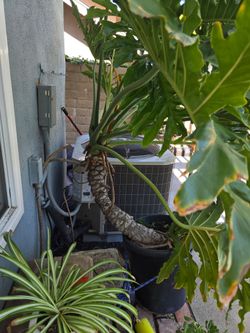 Plants