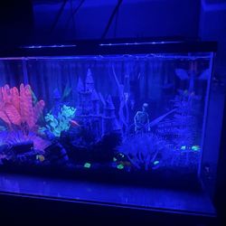 Fish Tank The 10 Gallons 