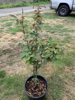 Outdoor rose