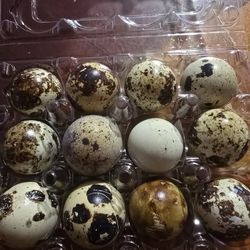 Quick Sale Of CELADON assorted Jumbo And Standard Hatching Eggs. 