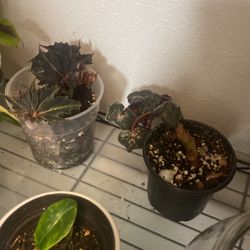 Plants (tropical, Fruit, Succulent)