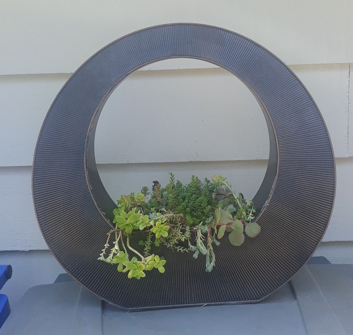 Succulent basket