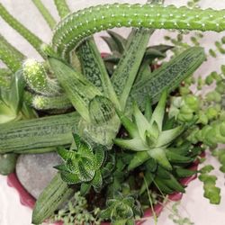 Arrangement Succulents.