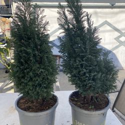 Plants $15 each