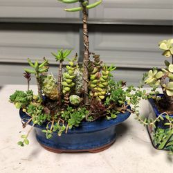 Bonsai Succulent In Pots