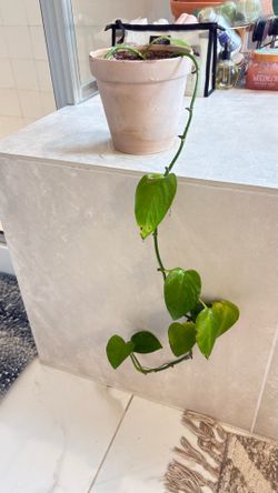 Green pothos with pot
