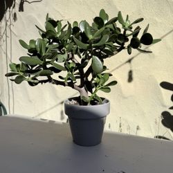 Beautiful Large Jade Plant 