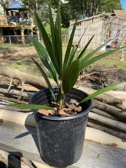 Windmill Palm Tree Seedlings 
