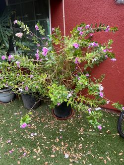 Vinca plans