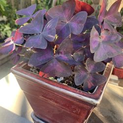 Oxalis Purple Plant In Red Ceramic .