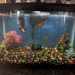 20 Gallons Fish tank 