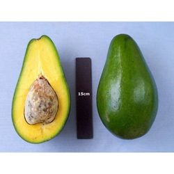 Pollack Avocado Grafted Trees 3gal Arboles De Aguacate Pollack Injertados 