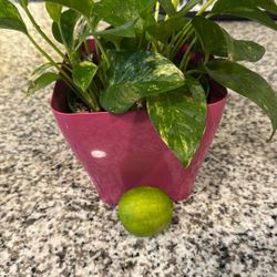 Pothos Plant