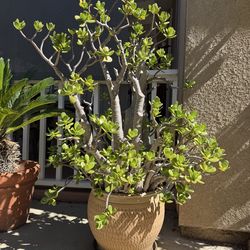 Large Decorative Ceramic Potted Jade Plant - $25