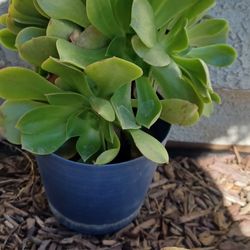 Aeonium Succulent Plant