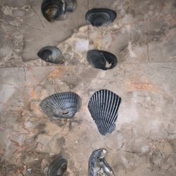 [BLACK] Uncommon Seashells 