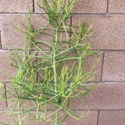Pencil Cactus/Firestick Plant/Succulent Plant 