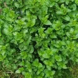 Huge bucket of mint  Plant