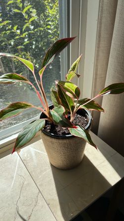 Aglaonema Siam Aurora Evergreen Plant