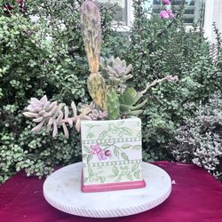 Cactus Succulents With Upcycled Thrifted Planter 