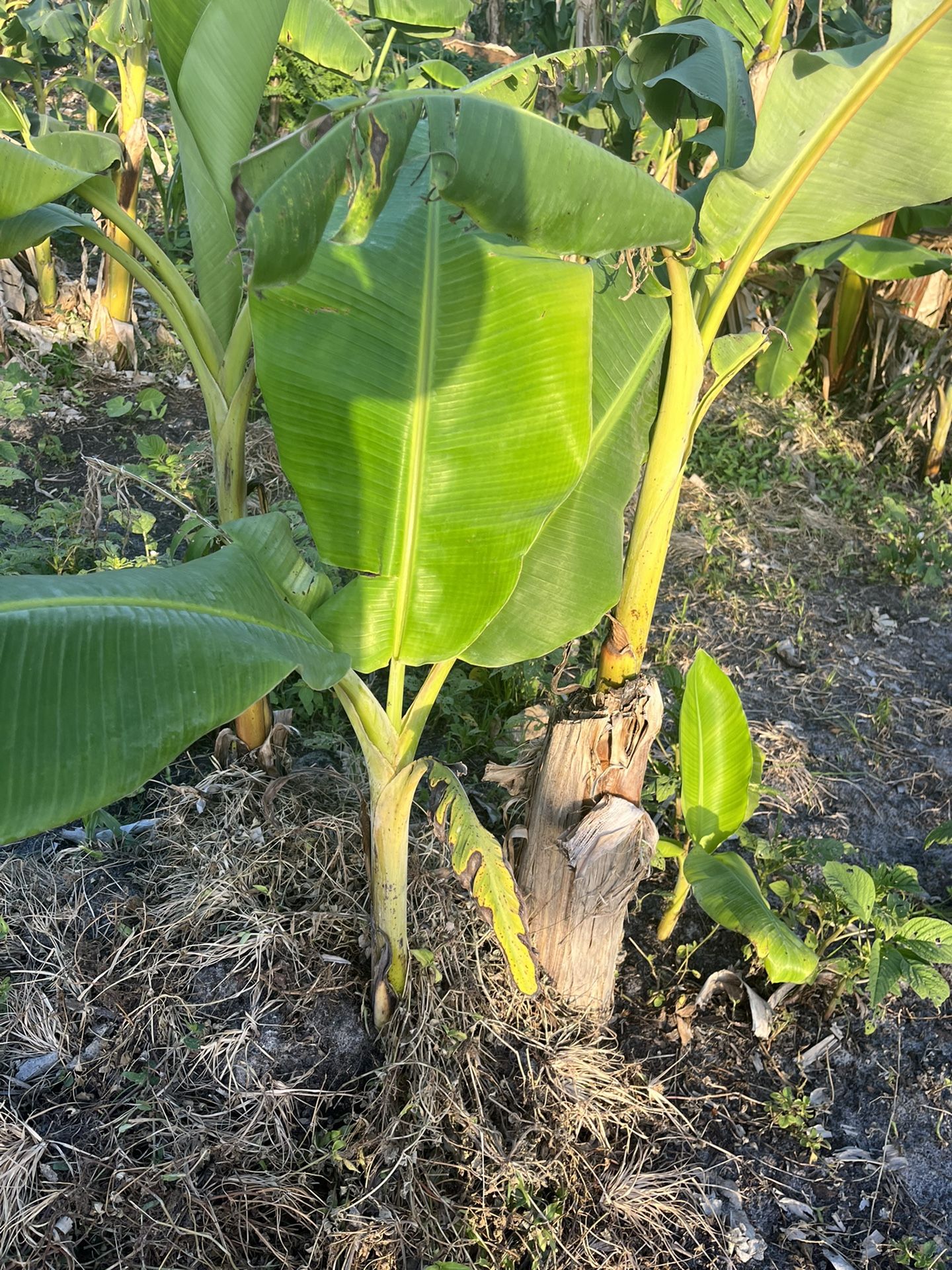 🌱 Plants, Bananas 🍌/ Plantains