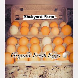 🌿 Backyard Farm Organic Fresh Eggs 🌿 🥚 Fresh from Our Farm to Your Table! 🥚