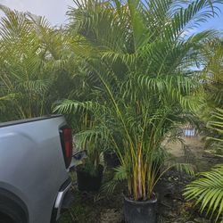 Arecas Over 8 To 9 Feet Tall Full Green  Fertilized  Ready For Planting Instant Privacy Hedge  Same Day Transportation 