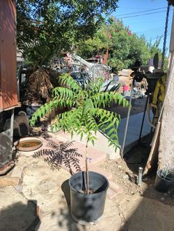 Shade tree