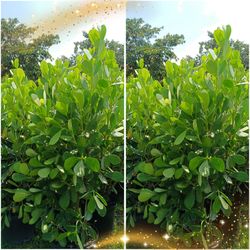 Large Clusia privacy hedge plants 25gl $95 6.5-7ft
