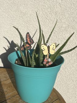 Aloe Vera, Potted Arrangements