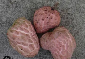 Grafted Vina lavender sugar apple trees