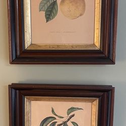 Vintage Botanical Art - Set Of 2 