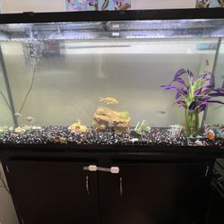 55 Galllon Fish Tank And Stand 