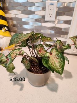5 Inch Matte Grey Ceramic Pot House plant