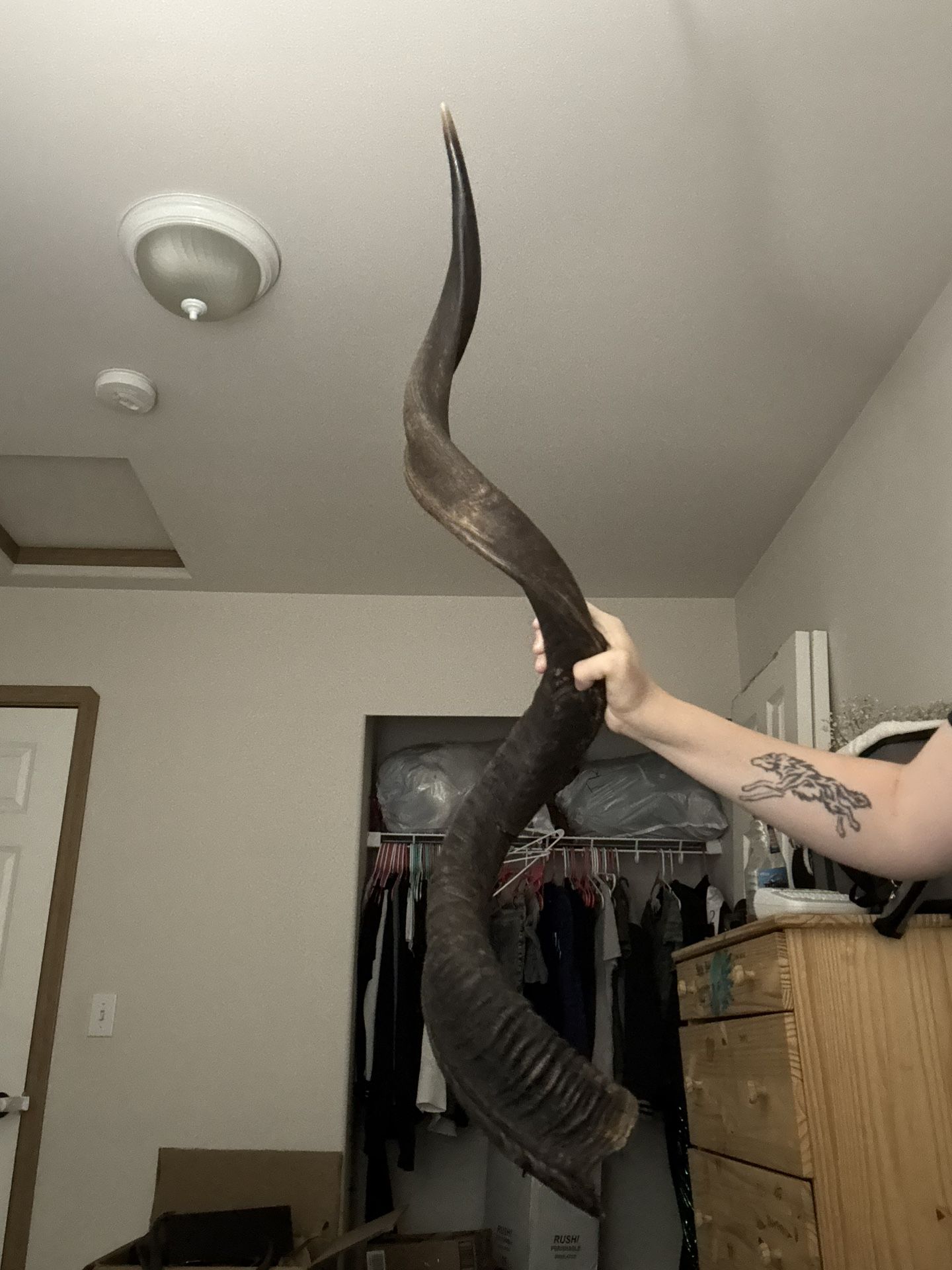 Kudu Antelope Real Antler