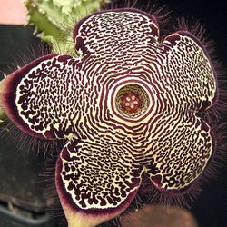 4” edithcolea grandis first pic for reference
