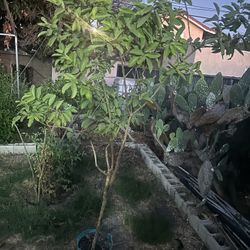 Guava Tree