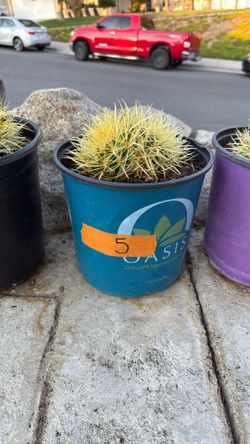 Cactus Plant #5