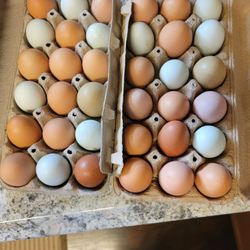 Fresh Eggs With No Recalls