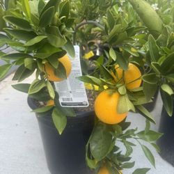 5G Fruiting Oranges $69