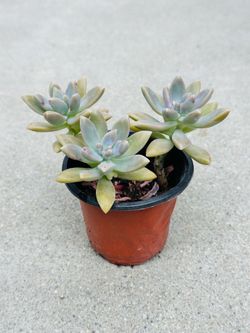 Succulents plants 🪴