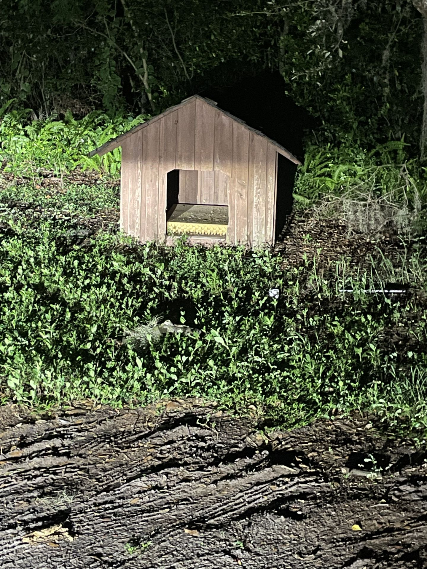 Dog Kennel 