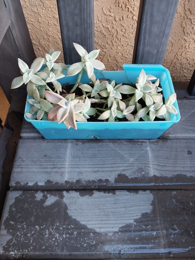 Ghost Succulent Plants