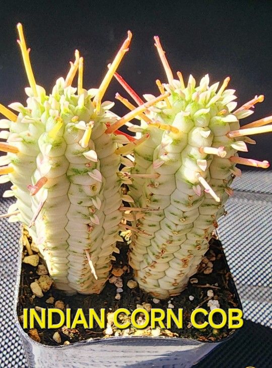 PLANT SALE TODAY IN SAN LORENZO.STARTS AT 1PM