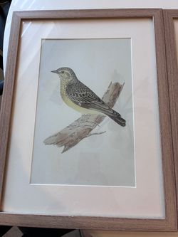 1 Framed Bird Illustration Art