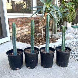 Trichocereus Bridgesii Cactus Specimen Bolivian Torch Rooted Cactii 