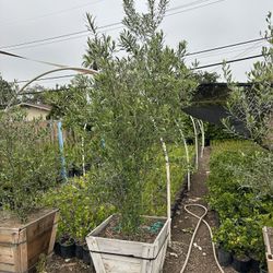 Olive Multi Trunk Tree