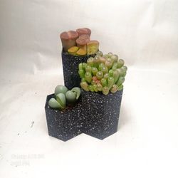 Succulents Mimicry Plants