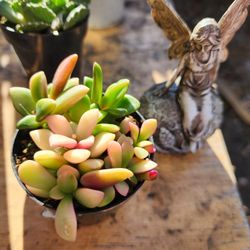 SUCCULENT $5  SAN LORENZO.  CONTACT ME THRU OFFER UP